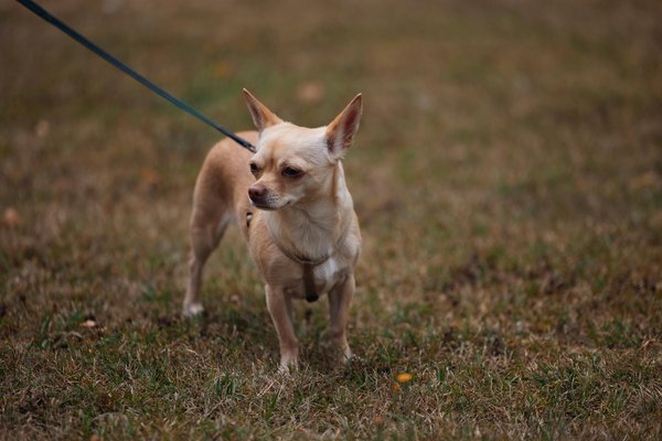 Schlank und Stilvoll: Geheimnisse der Muster und Texturen für eine schlankere Silhouette